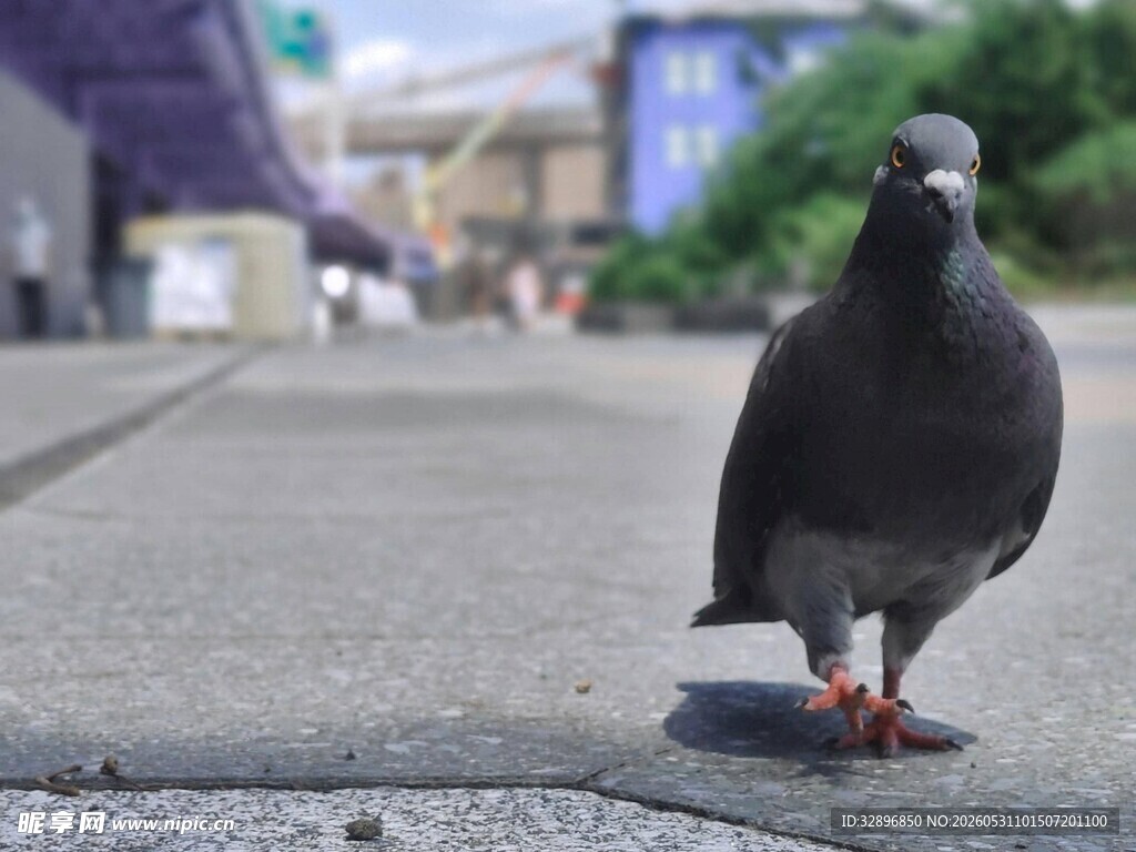街道上独自站立的黑鸽子
