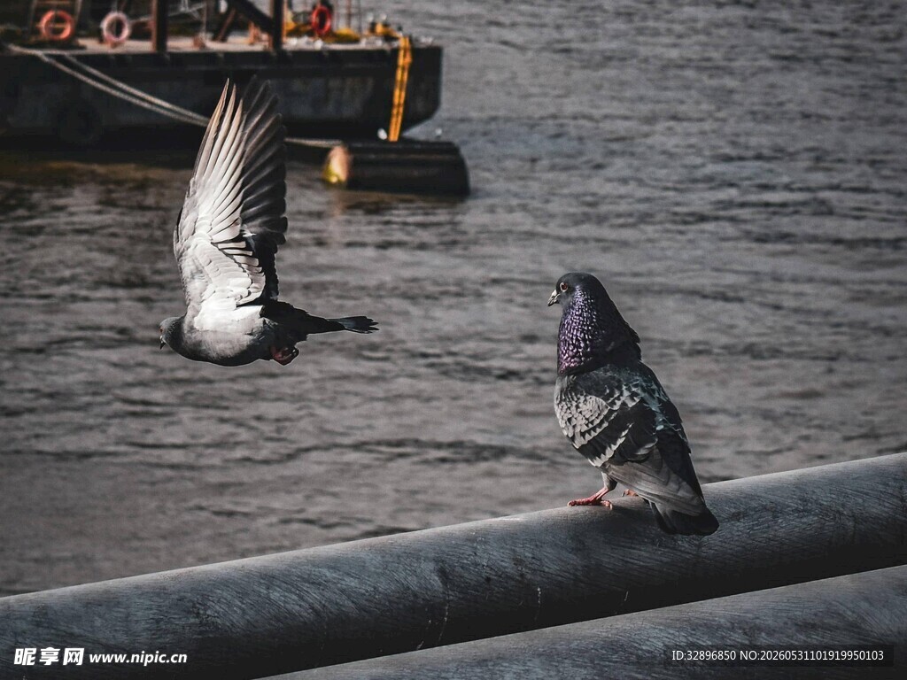 海鸥与鸽子的水边瞬间