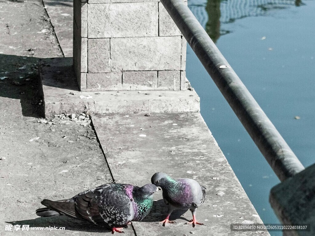 岸边的几只鸽子