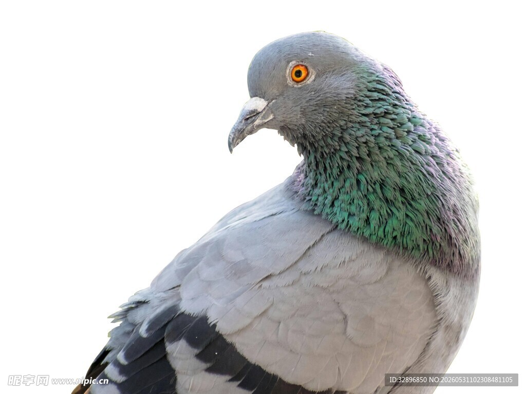 灰羽绿颈鸽子特写