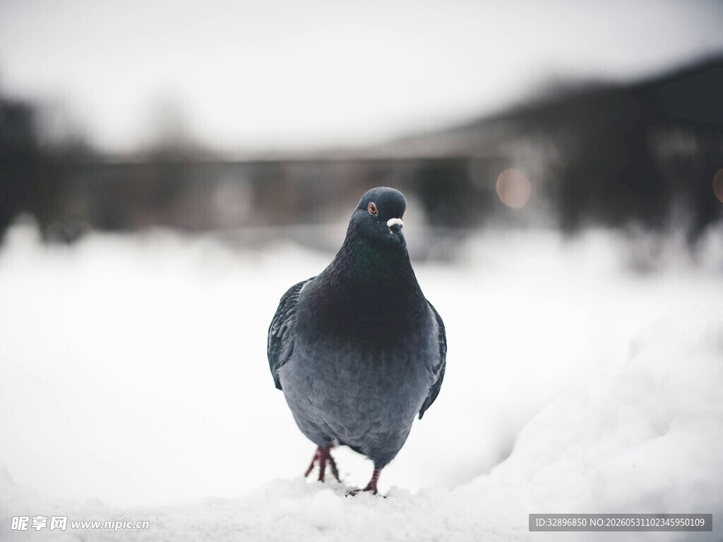 雪地中的独行鸽子