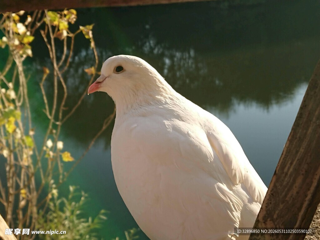 水边白鸽