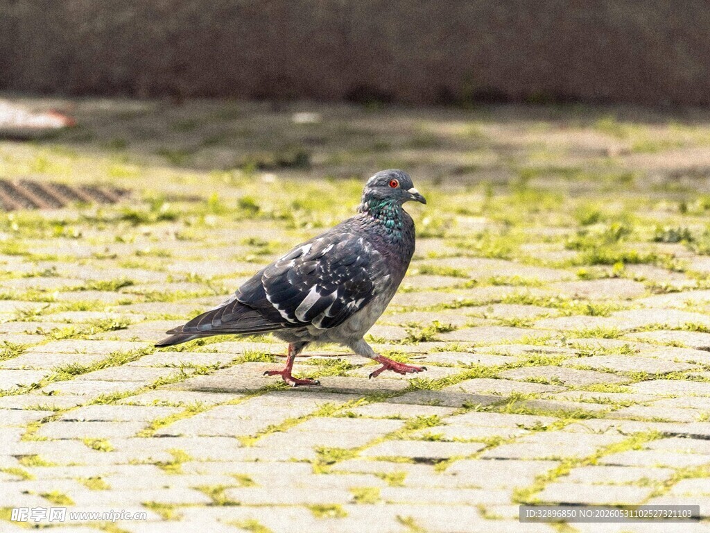 漫步的灰鸽