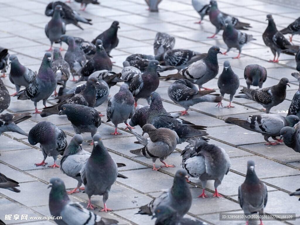 广场上的鸽群
