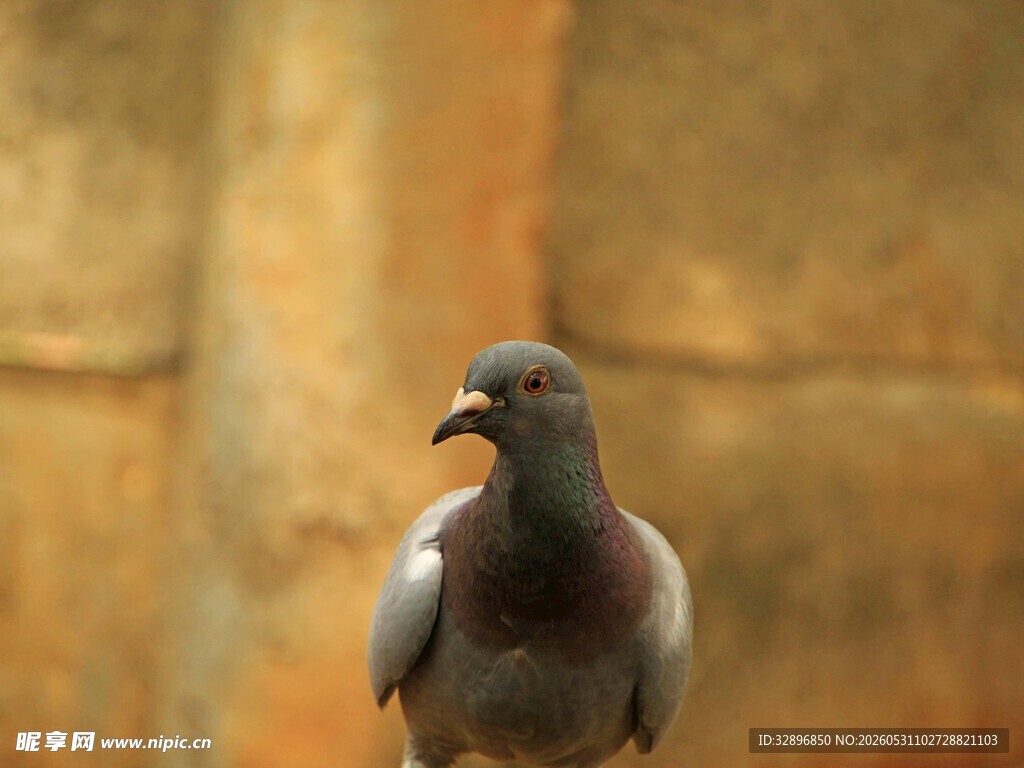 灰鸽特写