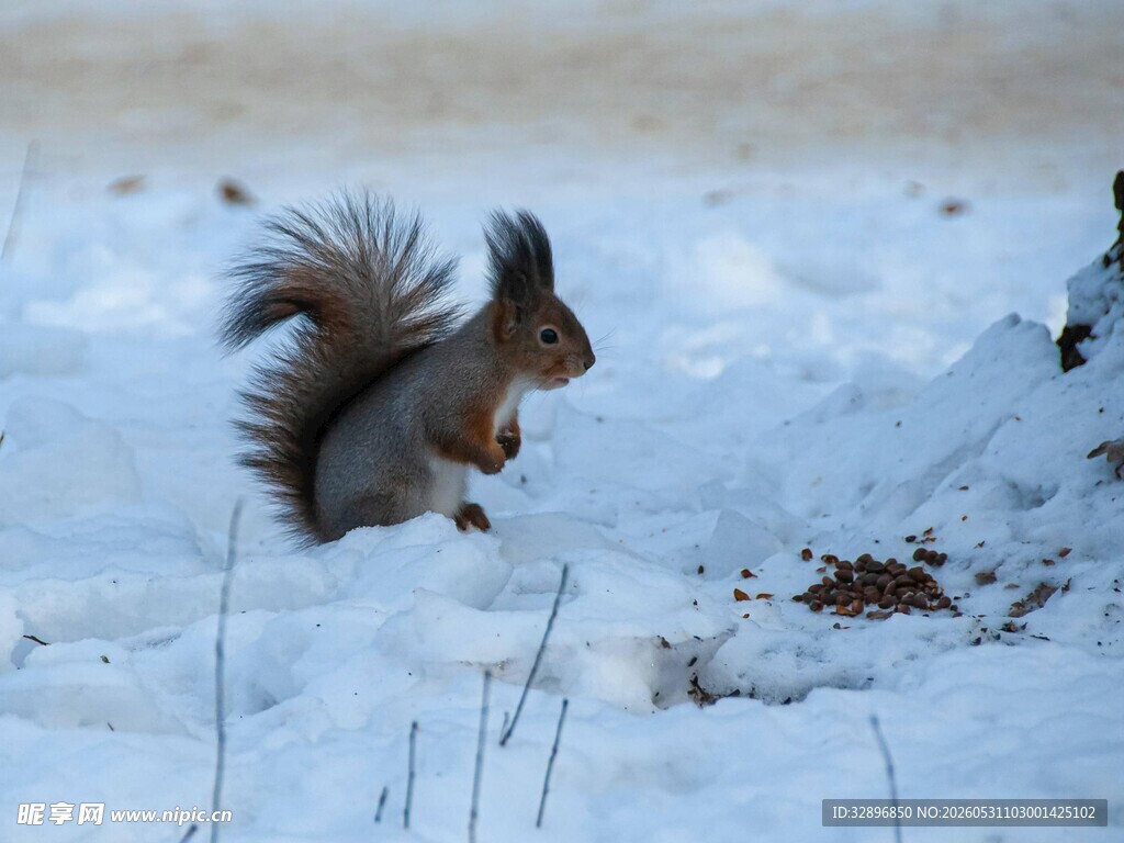 雪地中的松鼠