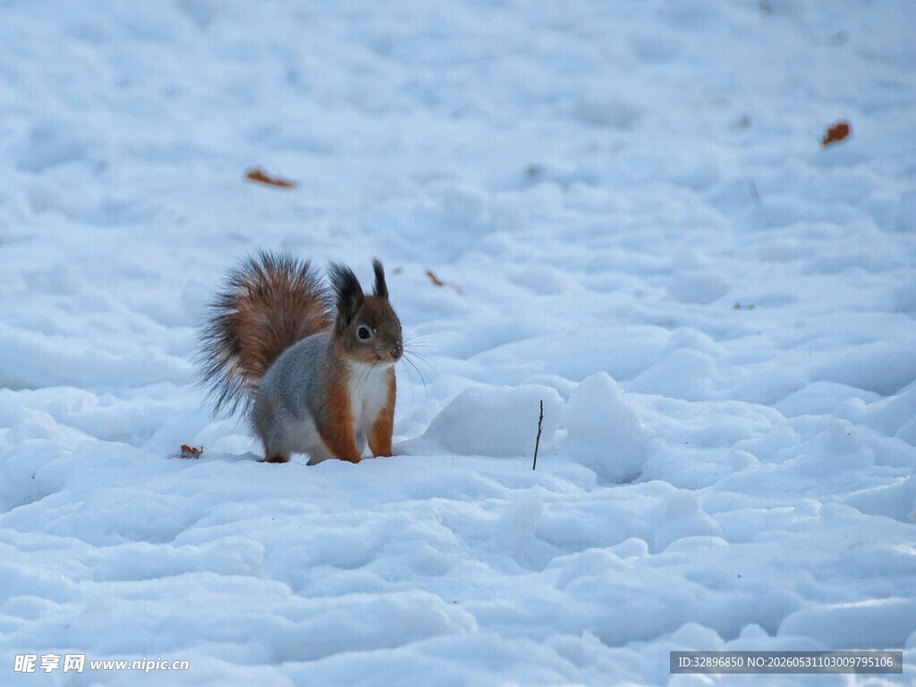 雪地中的松鼠