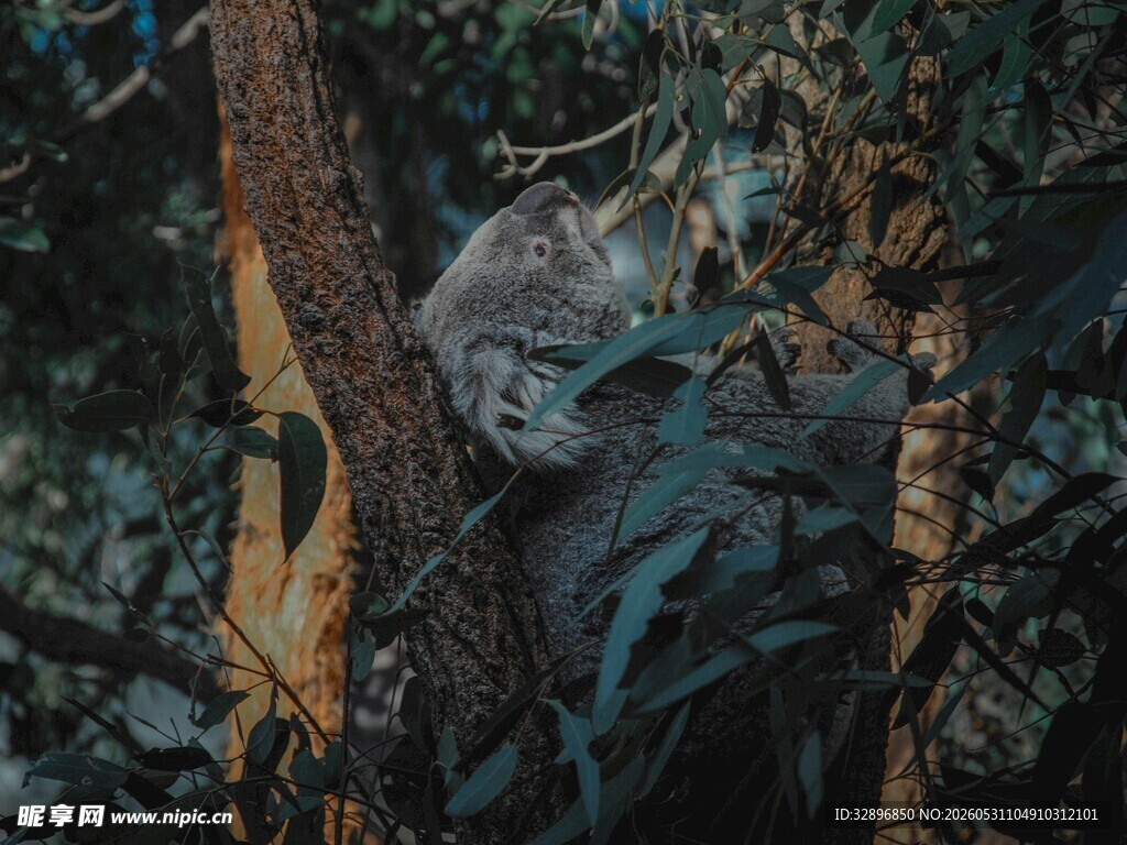 树上休憩的考拉