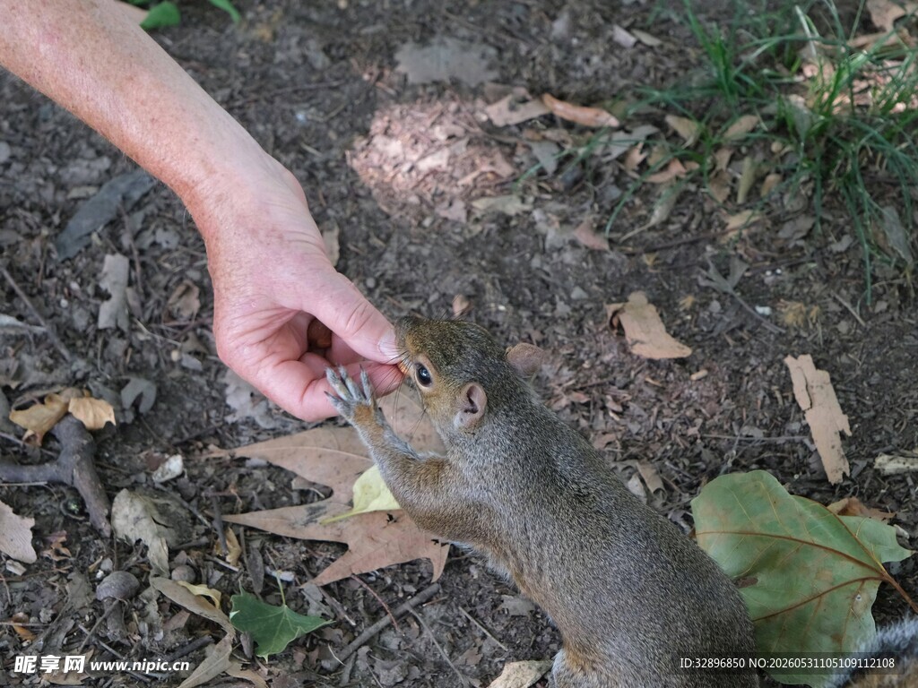 手喂小动物的温馨瞬间