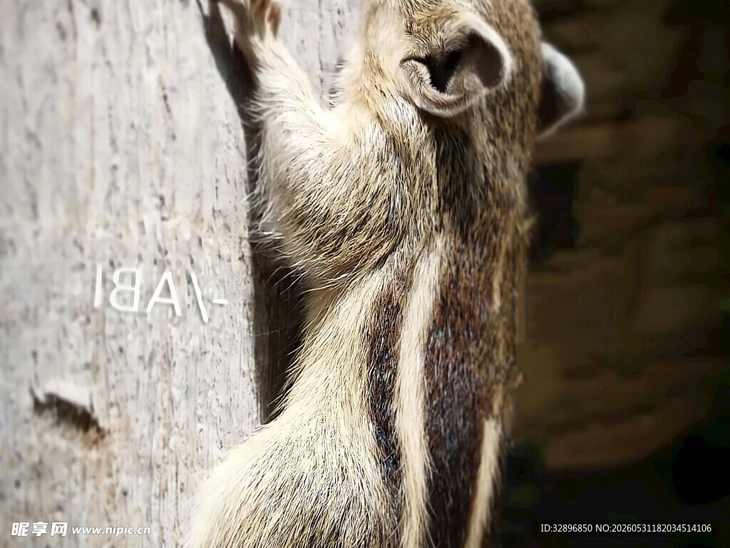 松鼠攀树张嘴似在呼喊