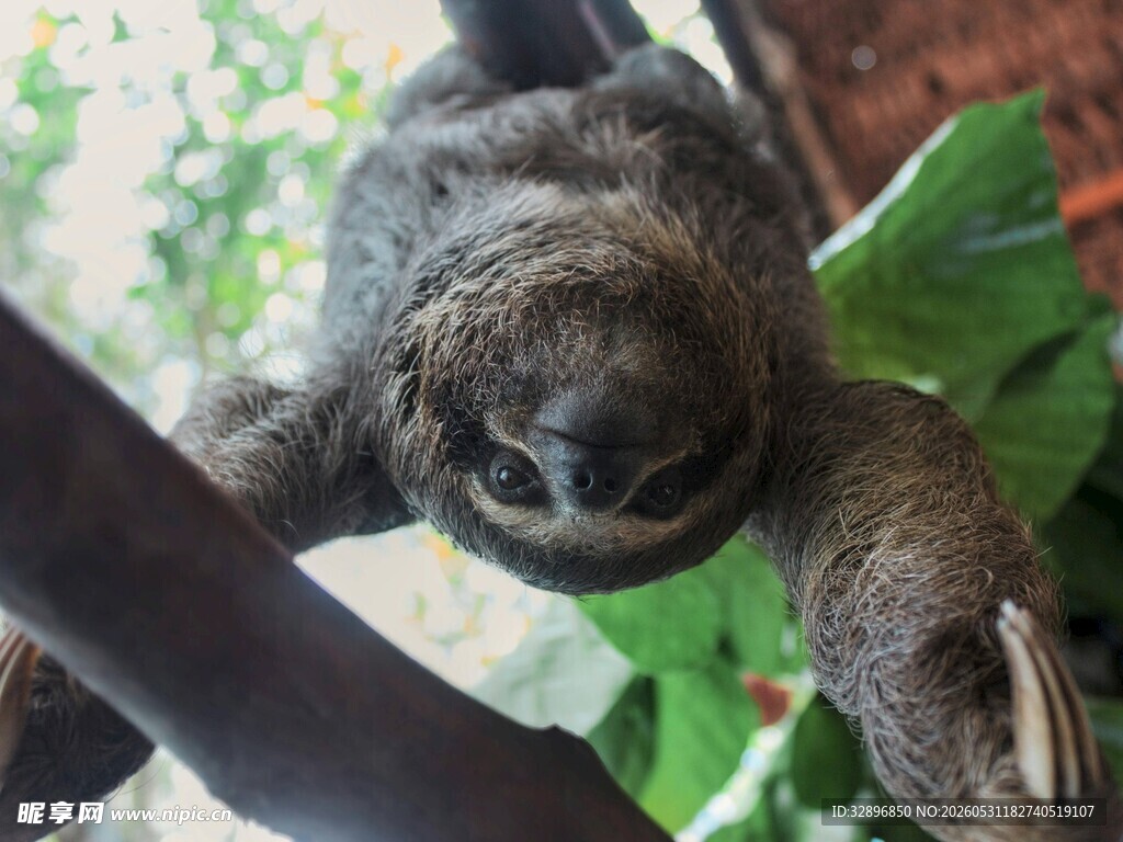树懒挂在树枝上的瞬间