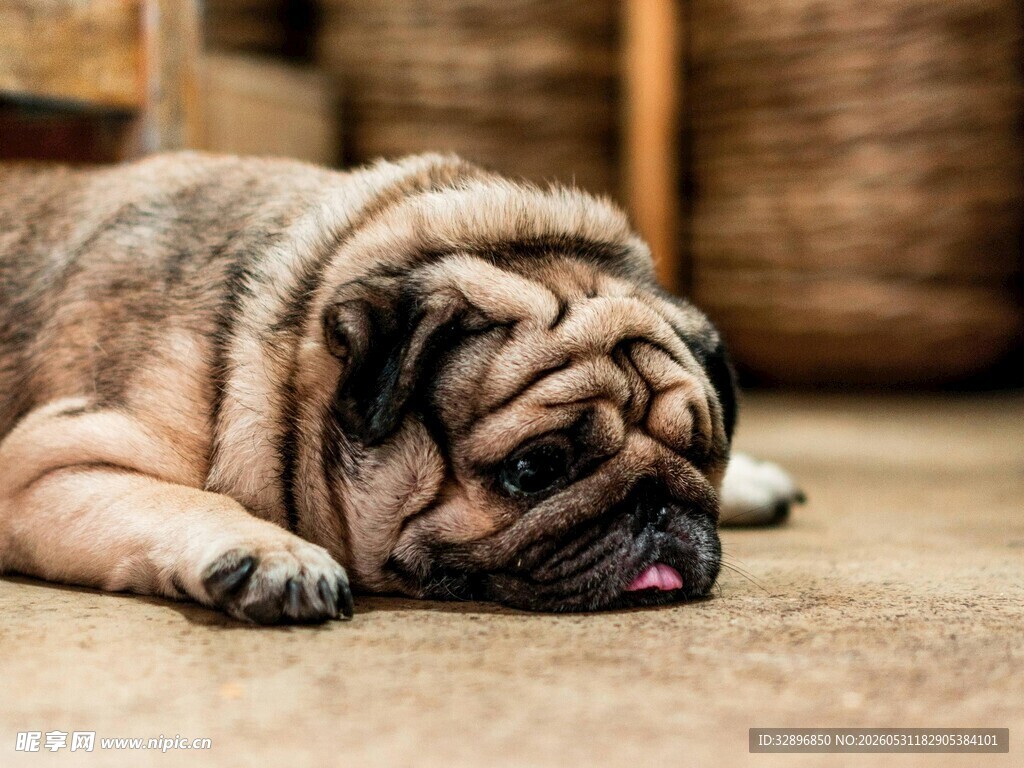 趴着小憩的可爱巴哥犬
