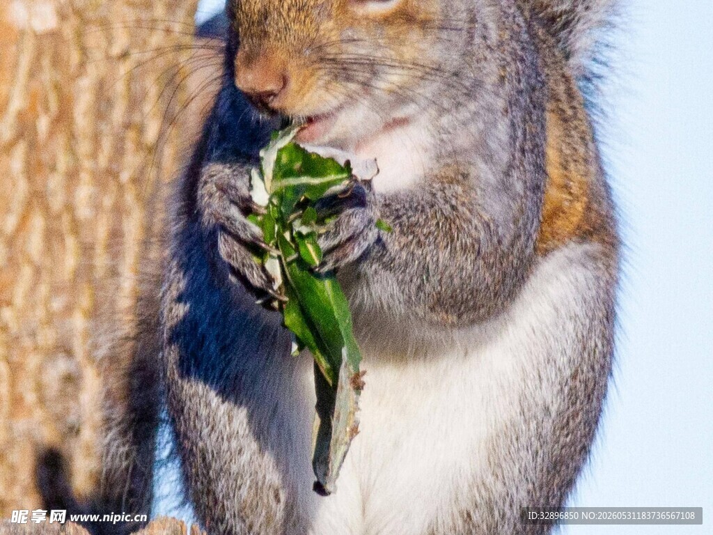 松鼠捧食绿叶瞬间