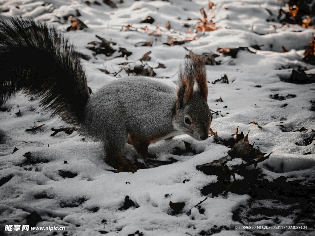 雪地中的松鼠觅食瞬间