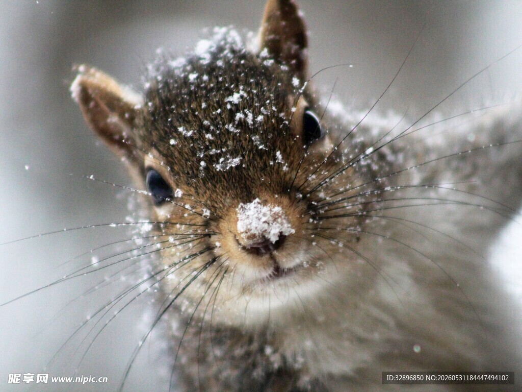 雪中松鼠萌态尽显