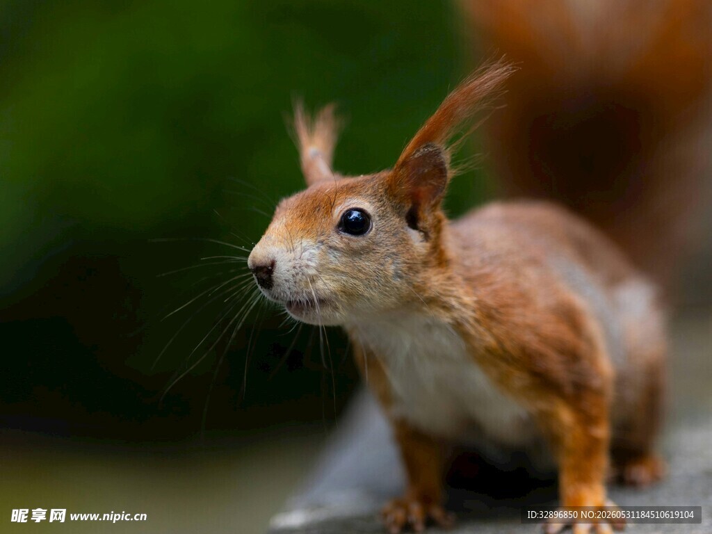 可爱松鼠特写