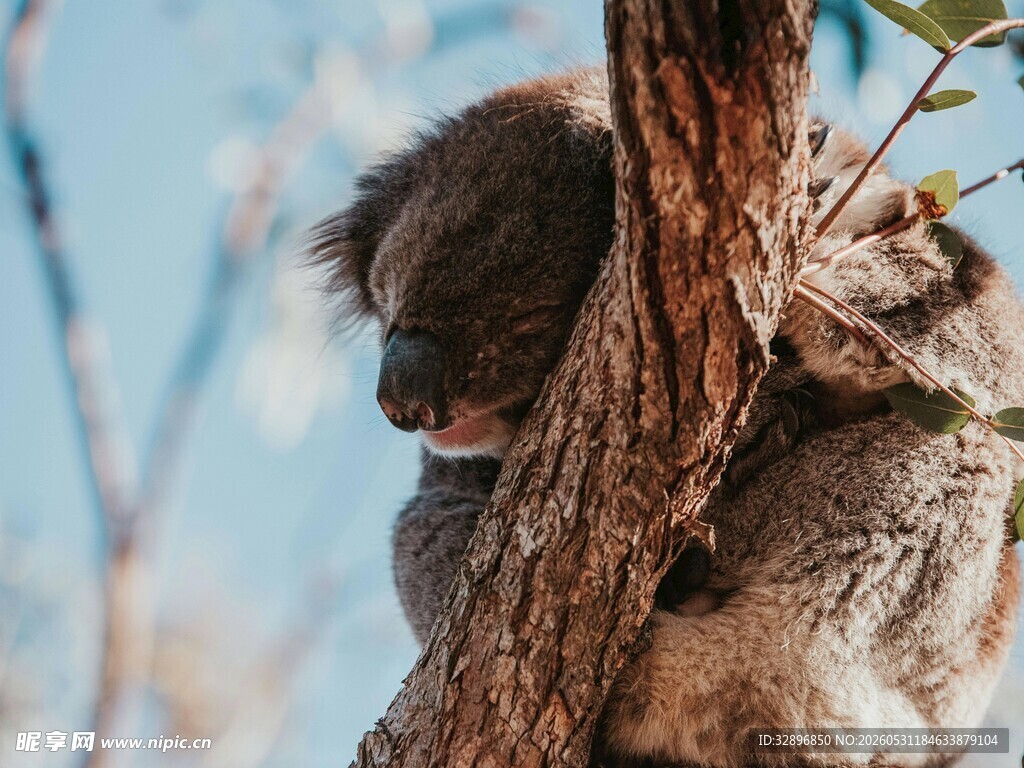 树上休憩的考拉