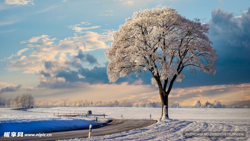 冬日雪景中的孤独树木