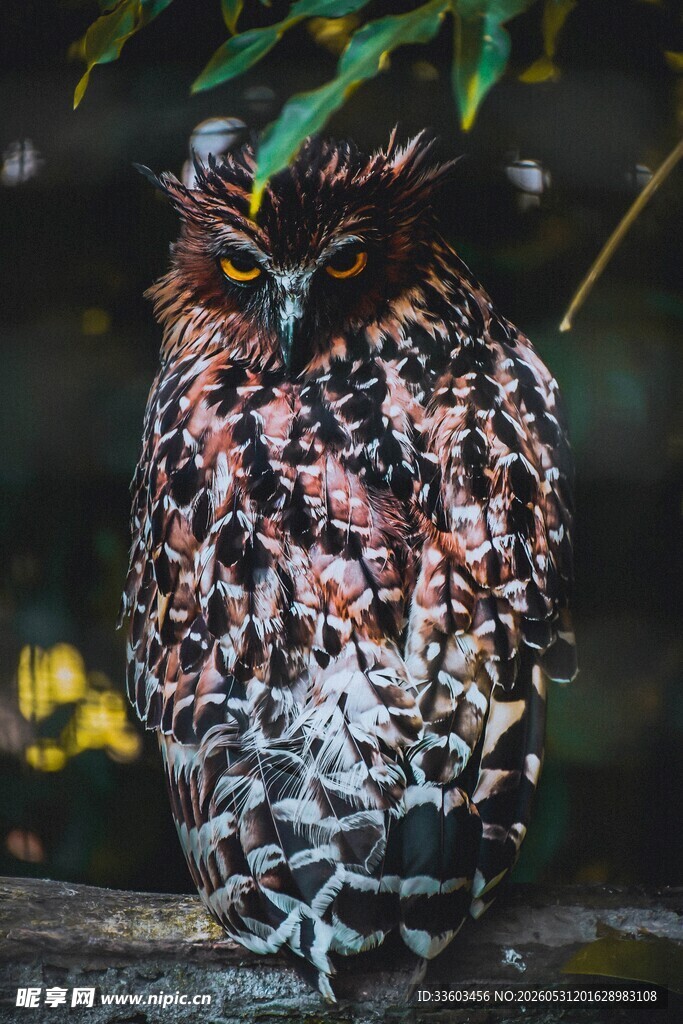 栖息枝头的花纹猫头鹰