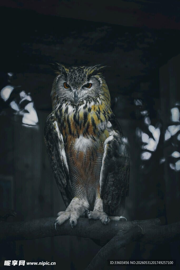 黑暗中的神秘猫头鹰