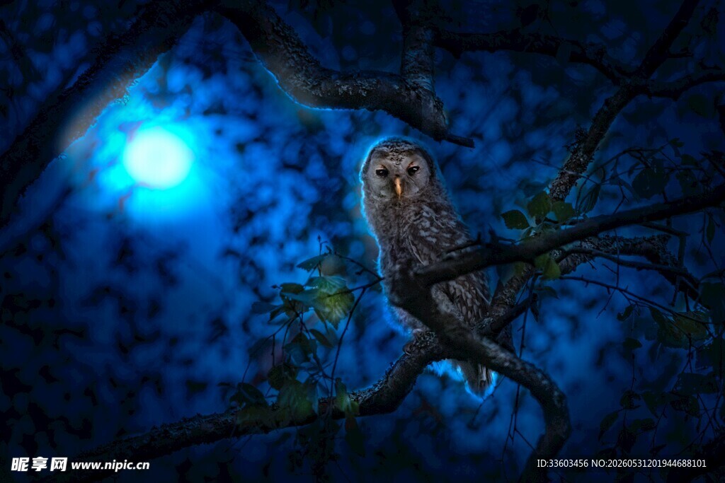 夜中猫头鹰栖于幽蓝树林