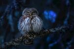 树枝上的呆萌小猫头鹰