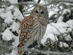 雪林中的猫头鹰
