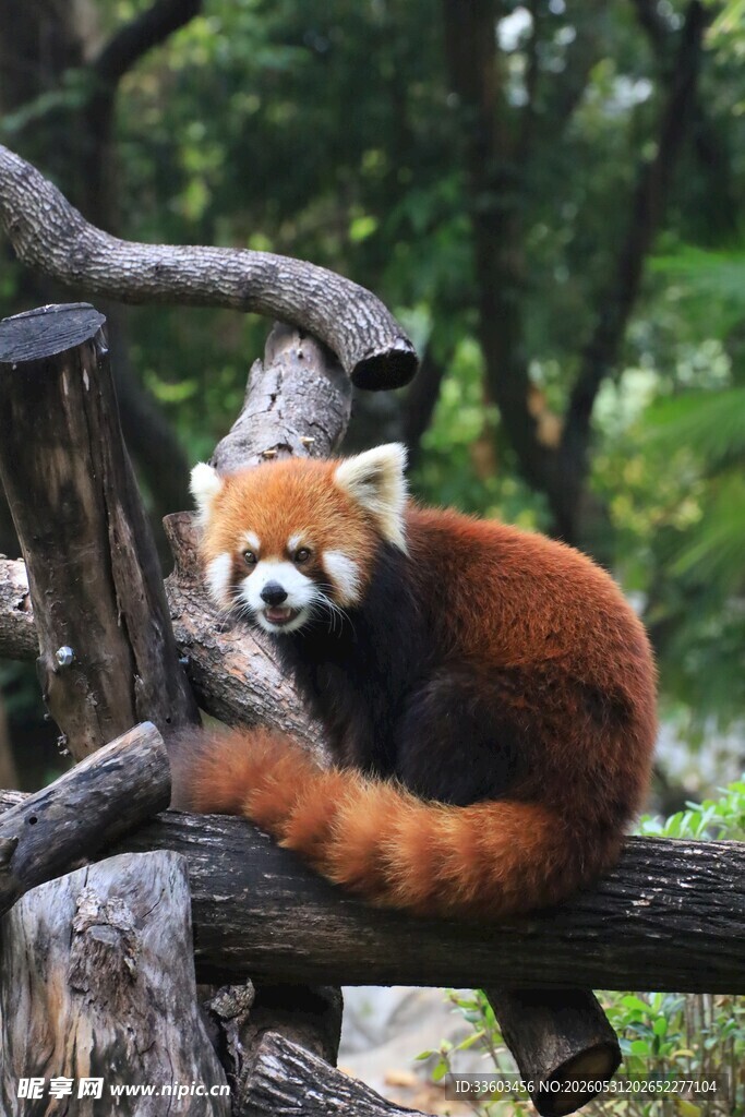 小熊猫栖息于树干上