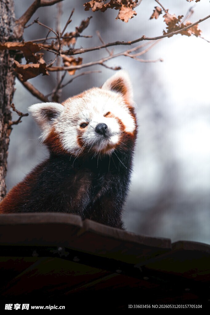 可爱小熊猫栖息枝头