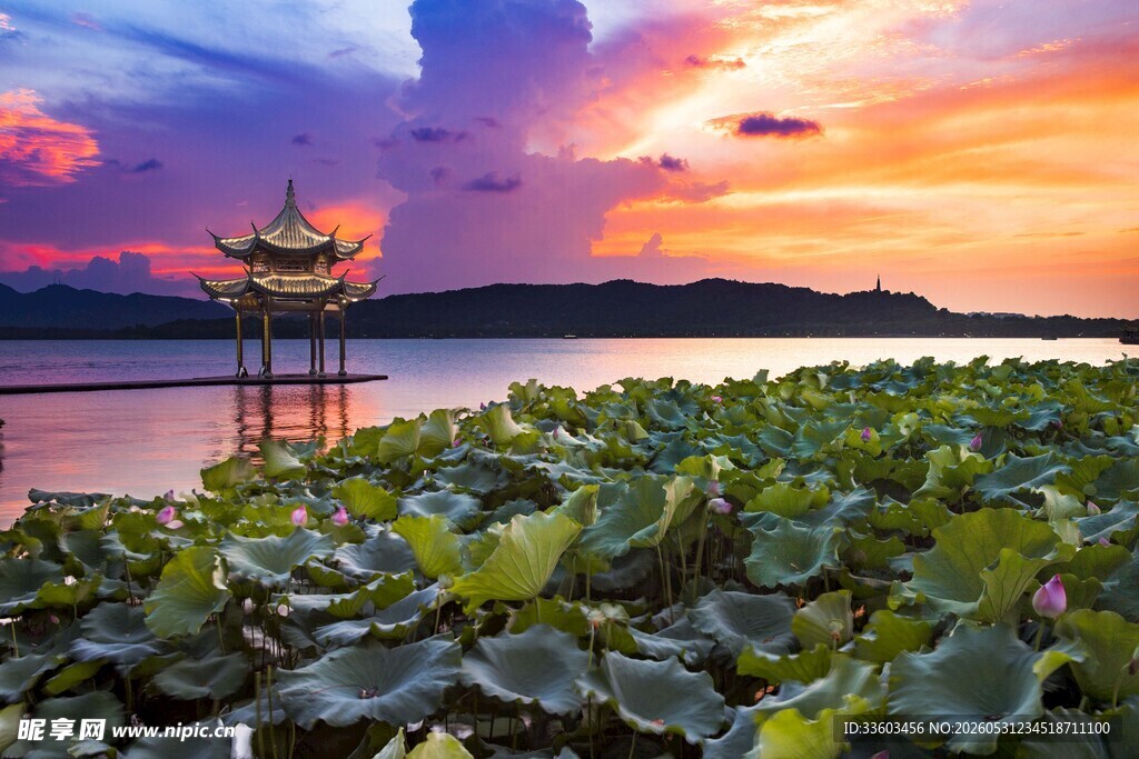 湖畔晚霞中的荷塘美景