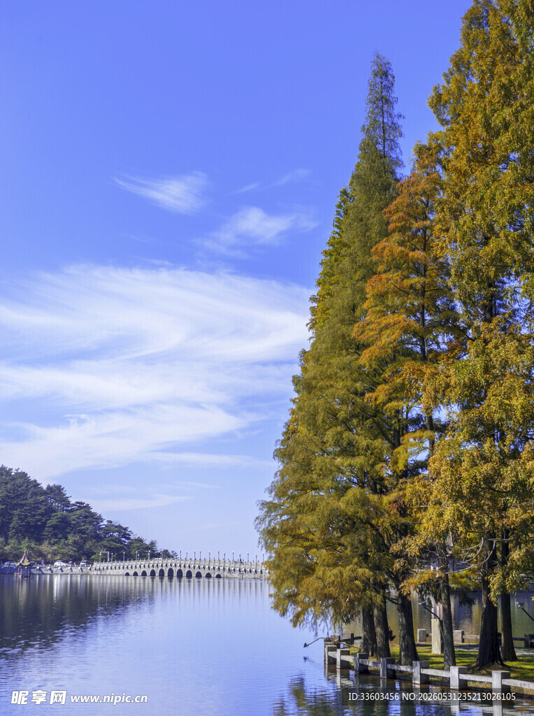 湖畔秋景金黄树木映碧水