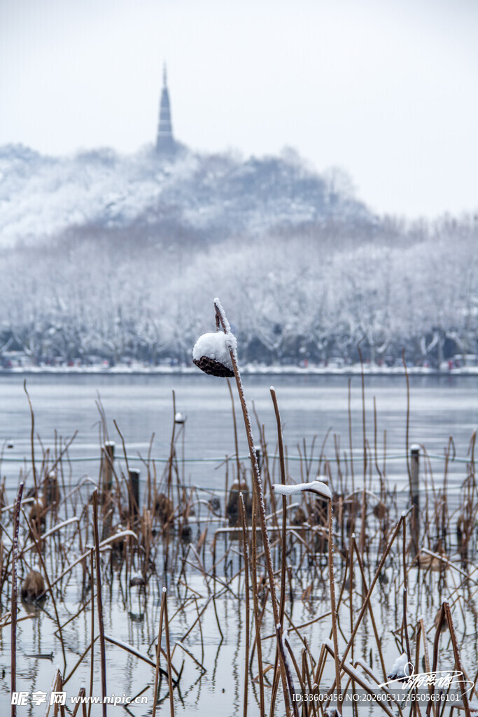 冬日湖畔雪景与芦苇