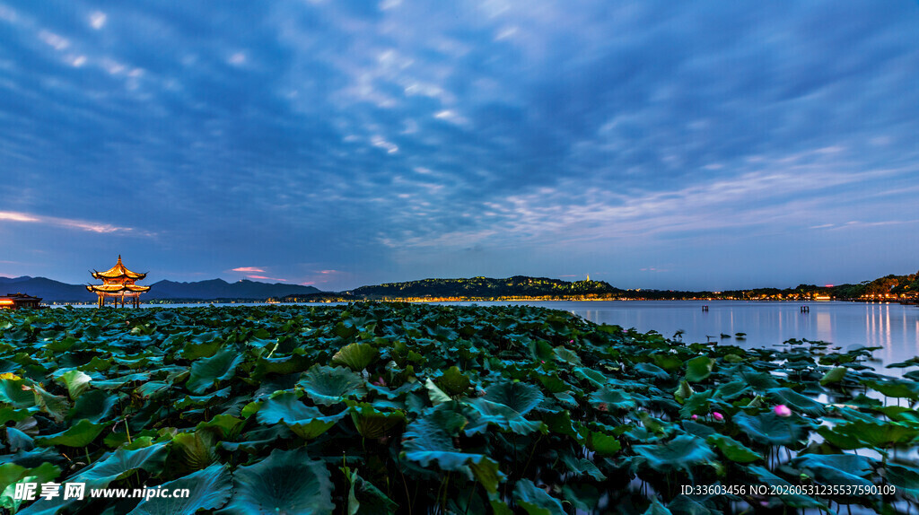 荷塘夜色下的静谧湖景