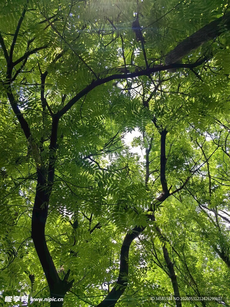 阳光洒落茂密绿荫树冠