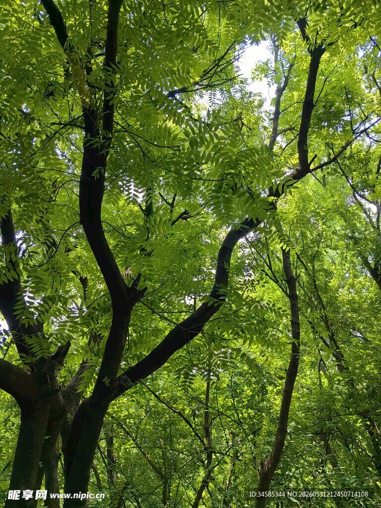 茂密树林绿意盎然