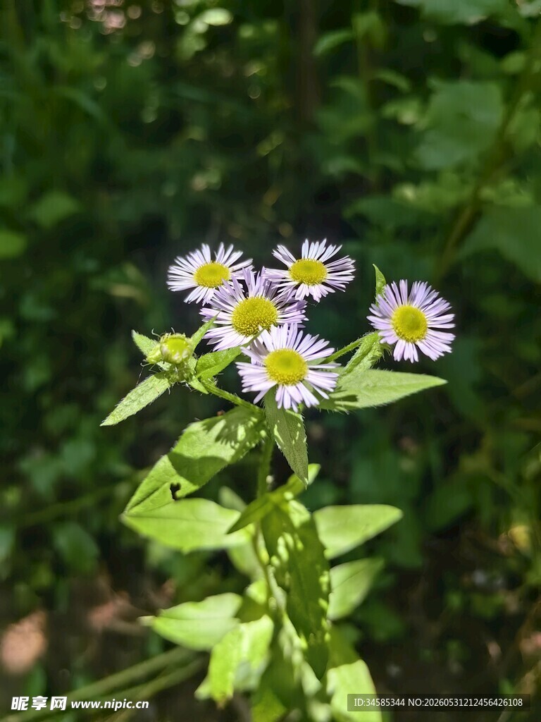 野外绽放的紫白小花
