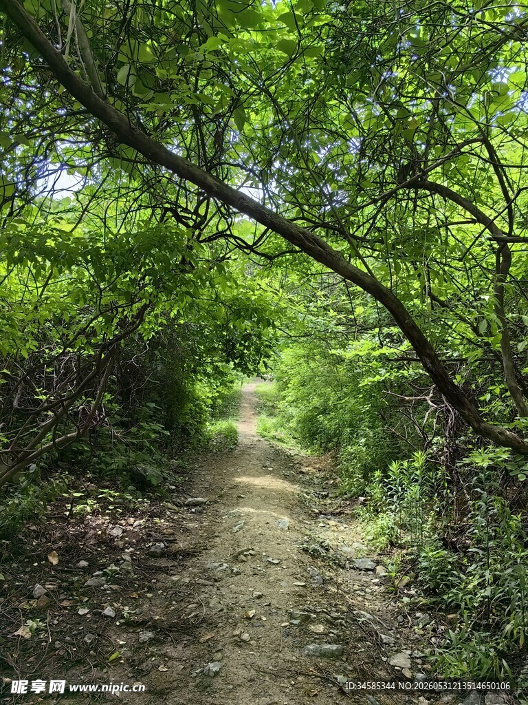 林间幽径