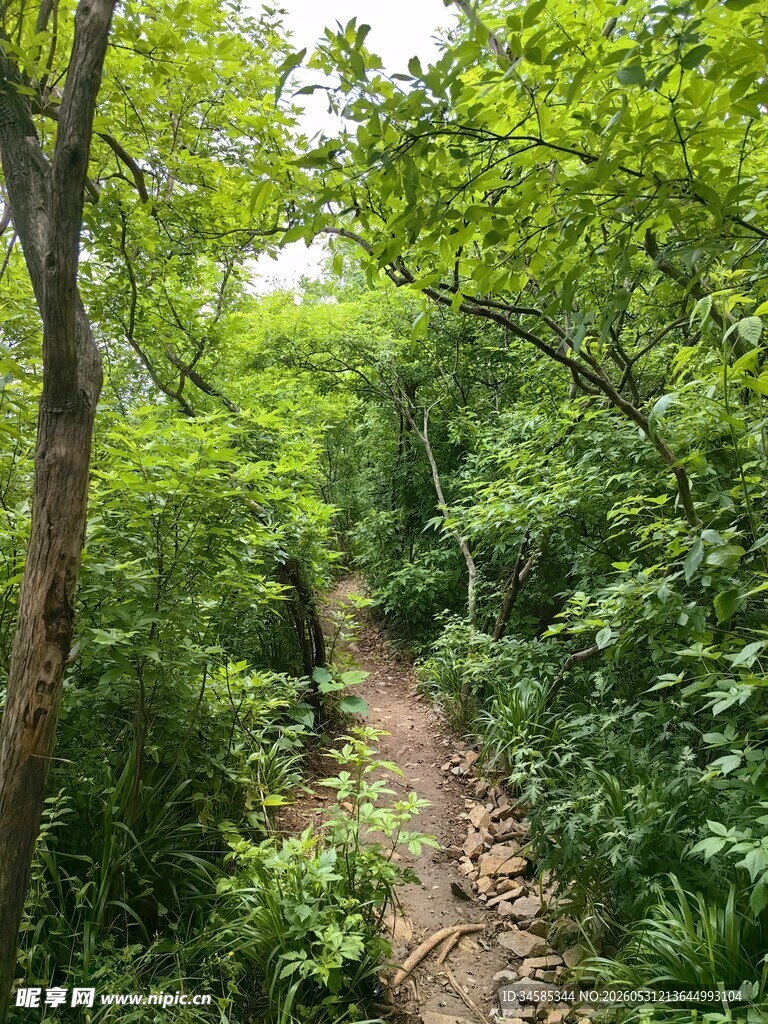 林间小径绿意盎然的自然路