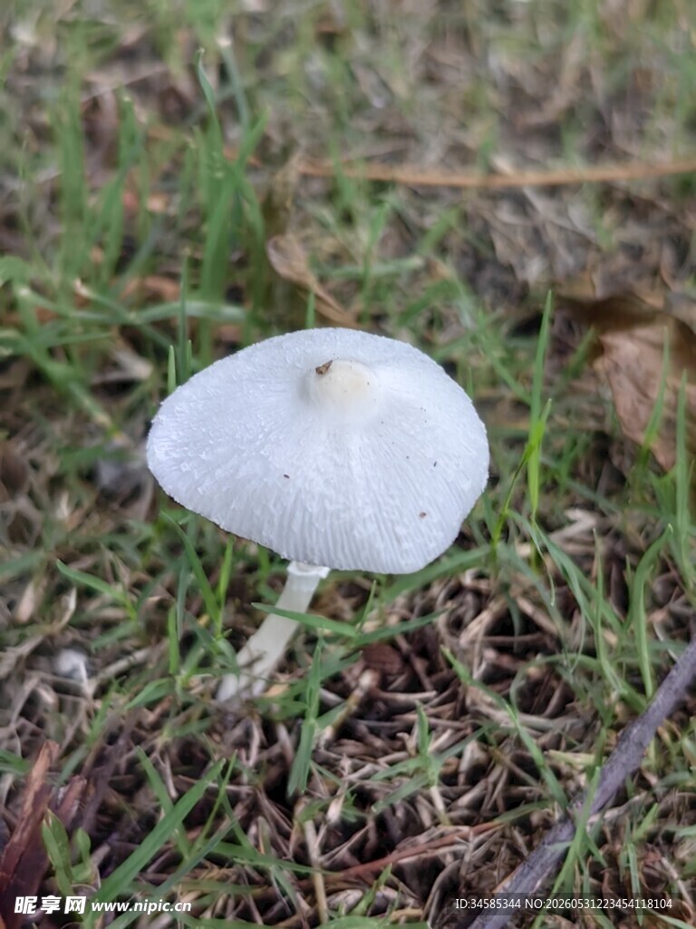 草地上的白色小蘑菇