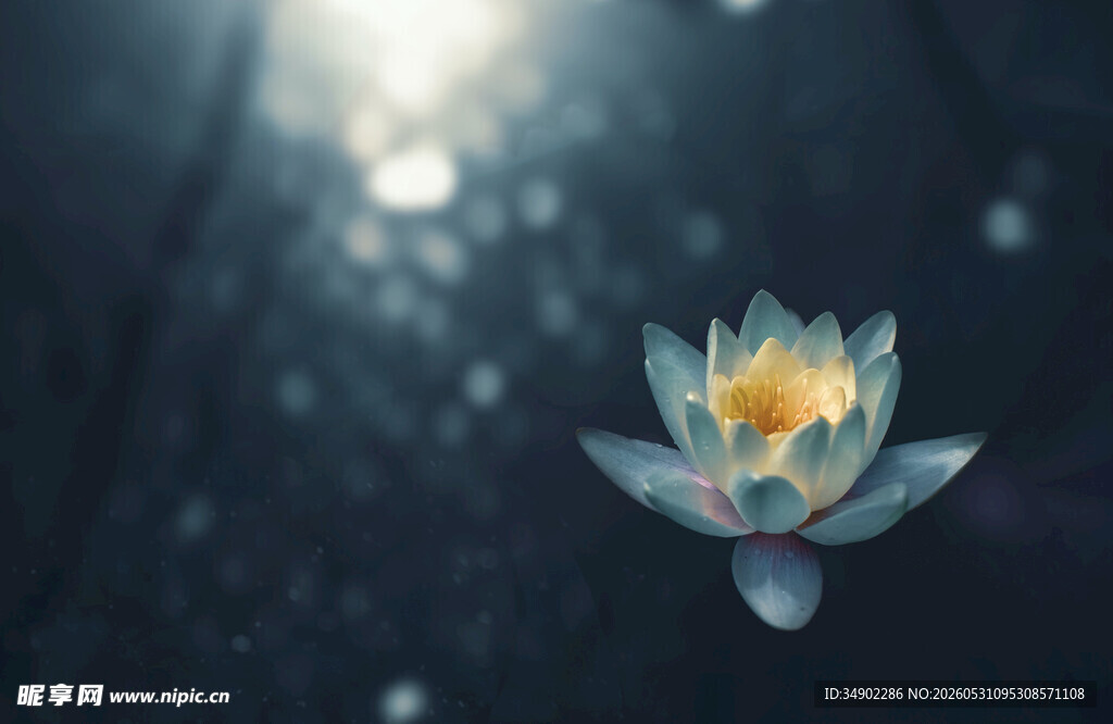 水中绽放的绝美蓝莲花