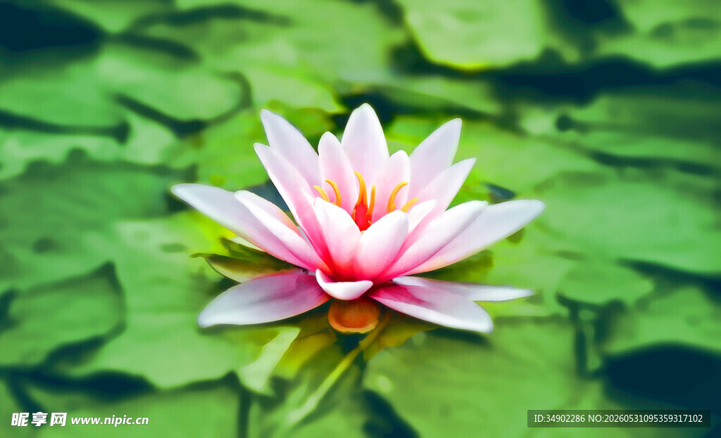 水中绽放的美丽粉色睡莲