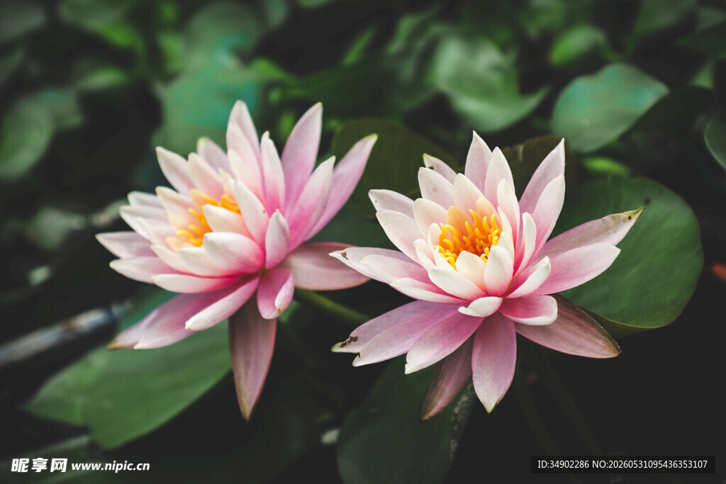 两朵娇艳盛开的粉色睡莲