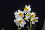 清新雅致水仙花绽放