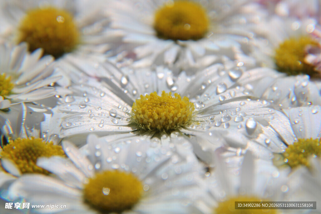 水珠点缀的清新小雏菊