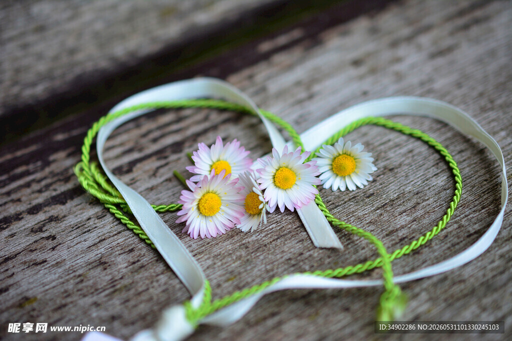 雏菊
