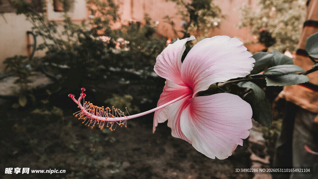 娇艳粉色木槿花特写