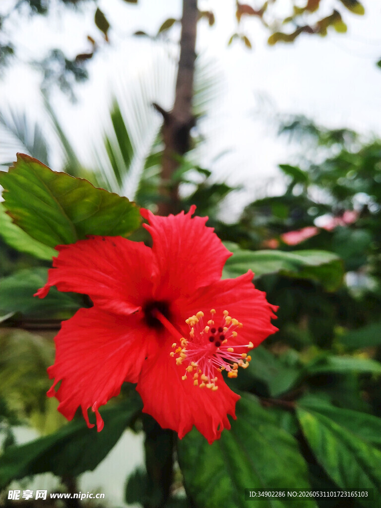娇艳朱槿花