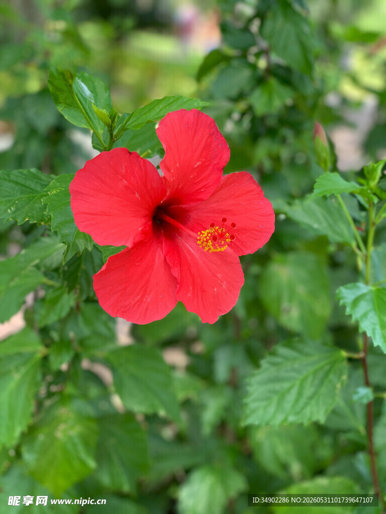 娇艳红扶桑花绽放