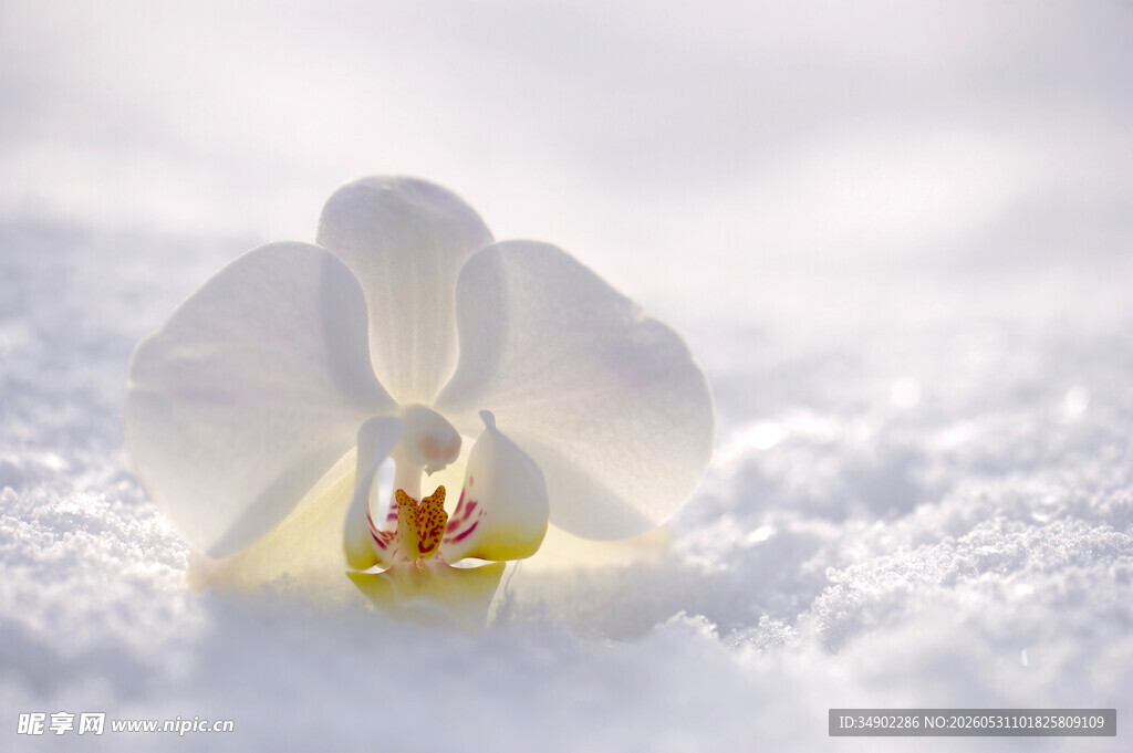 雪中绽放的白色兰花