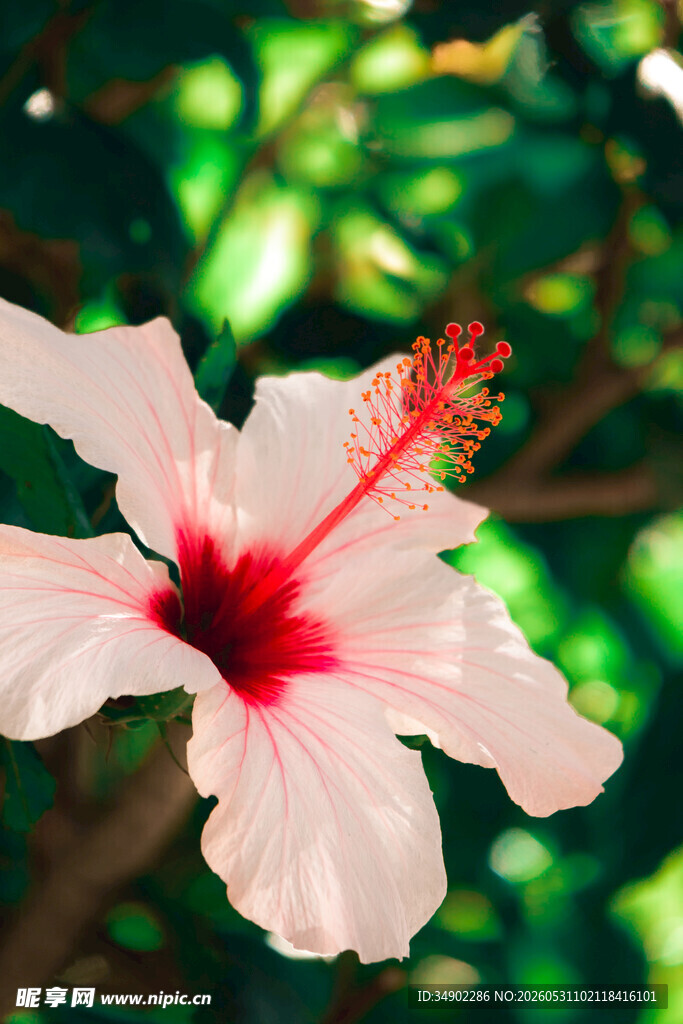 娇艳木槿花